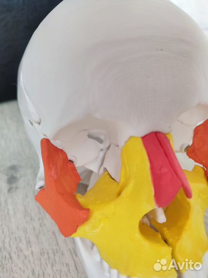 Череп разборный