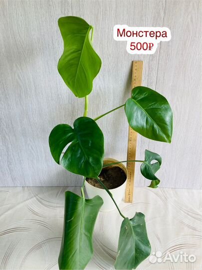 Монстера