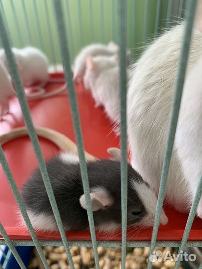 Декоративная крыса