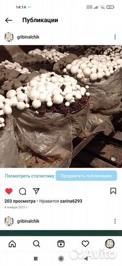 Грибные блоки, мешки