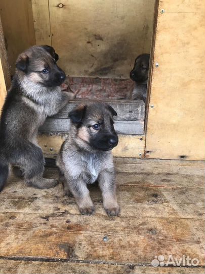 Немецкая овчарка