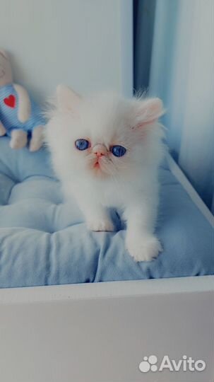 Белоснежные ангелы