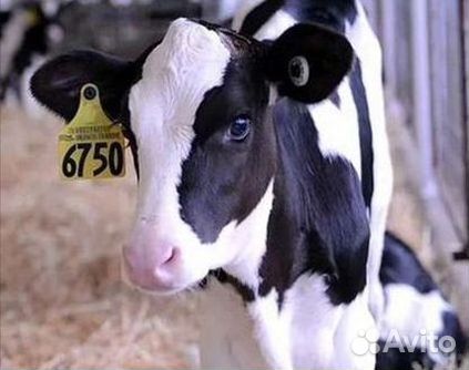 Бычки и телята от месяца