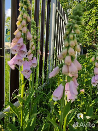 Наперстянка