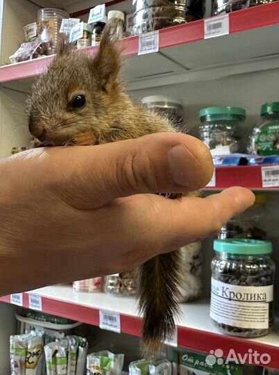 Белка бельчата