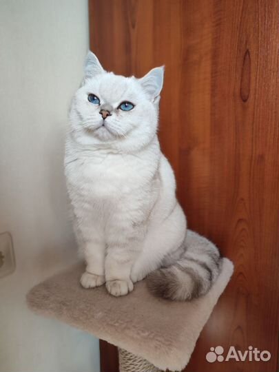 Кот на вязку британская серебристая шиншилла