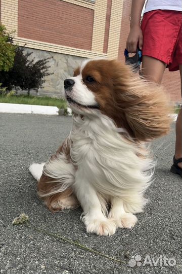 Кавалер кинг чарльз спаниель вязка