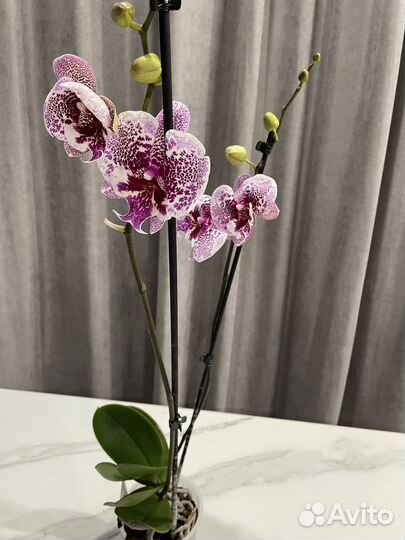 Орхидея фаленопсис доставка бесплатно