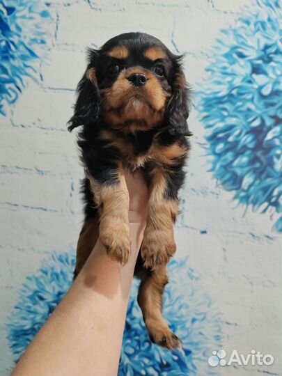 Кавалер-кинг-чарльз-спаниель