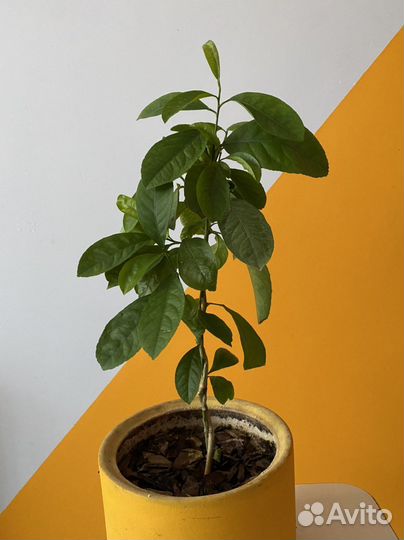 Лимонное дерево