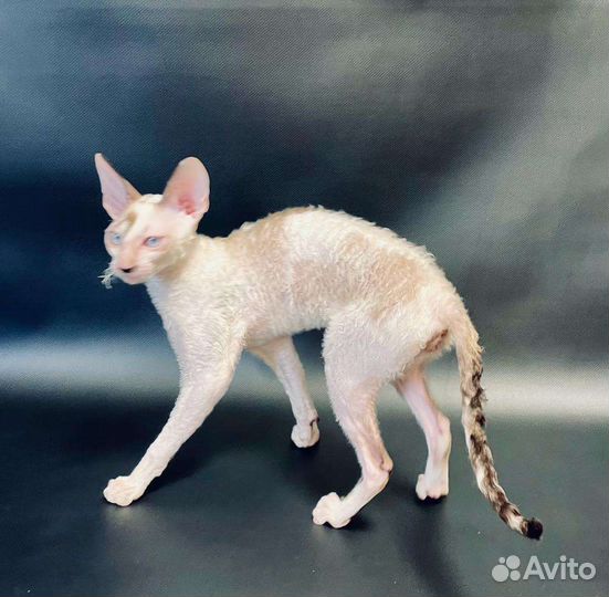 Корниш-рекс кошечка