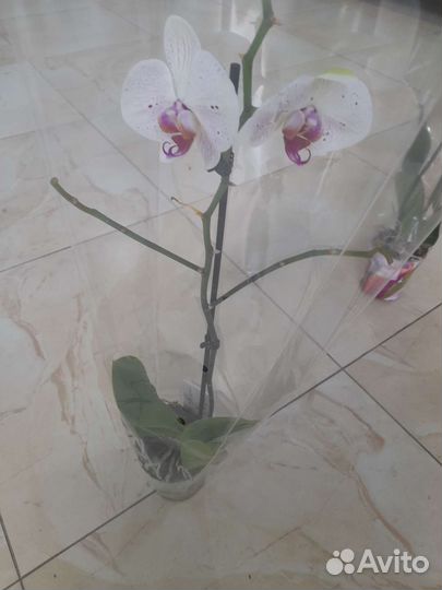 Орхидеи отцветашки