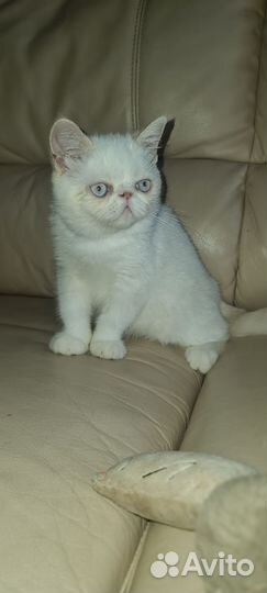 Котенок экзот