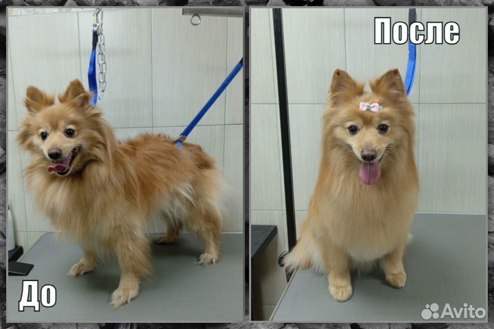 Услуги Профессионального Грумера