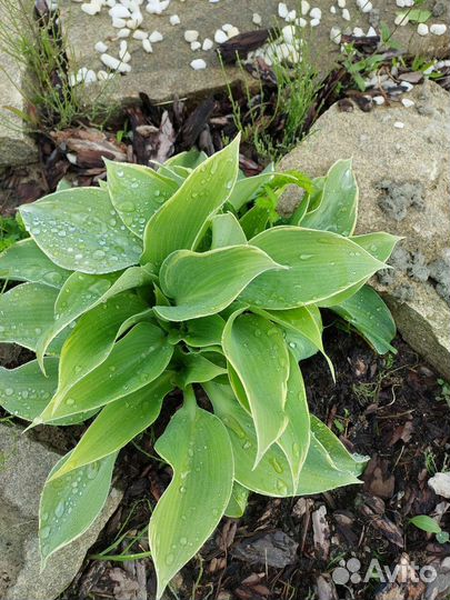 Хоста растение