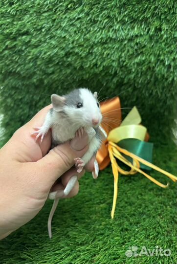 Крыса дамбо - малыши крысята, разные окрасы