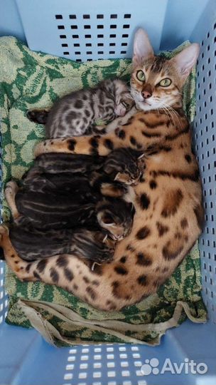 Бенгальские котята