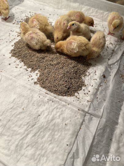 Перепела птенец