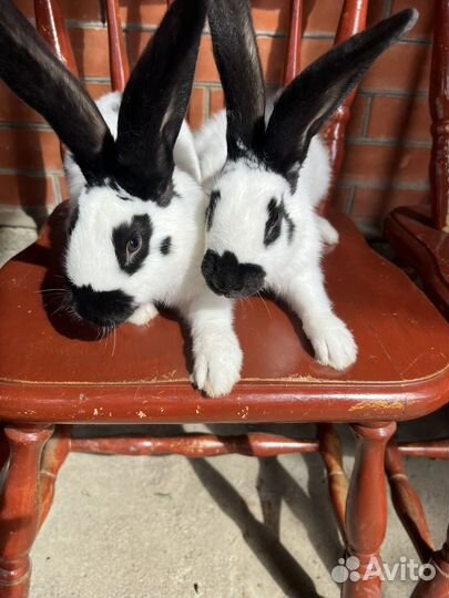 Нпв строкач, бронь