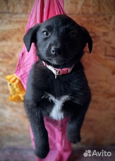 Щенки в добрые руки