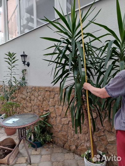 Пальма юкка