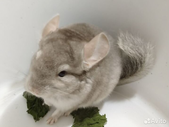 Шиншиллы малыши 2 месяца
