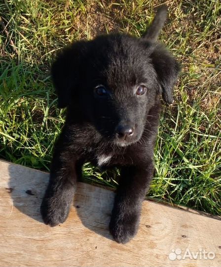 Собака щенок маленькой породы Мишка