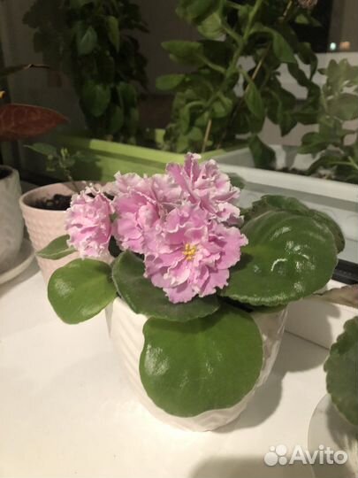 Фиалка - листочки, сорт «арбузный снег»