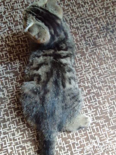 Котенок вислоухий