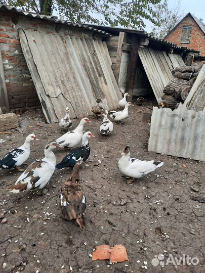 Индоутка домашняя мясо