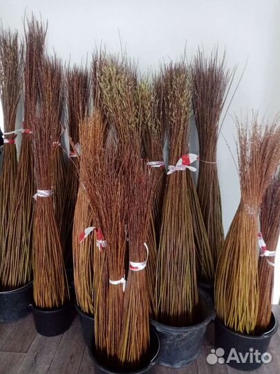 Лоза сортовой ивы