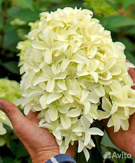 Гортензия Скайфолл, Роял Флауэр, Пинк энд Роуз