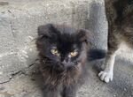 Черный котенок вислоухий