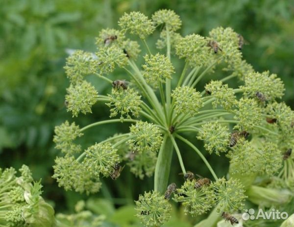 Мёд 24 года натуральный оптом