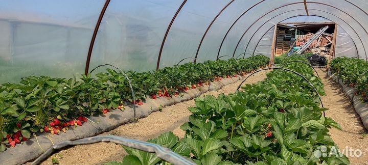 Рассада клубники