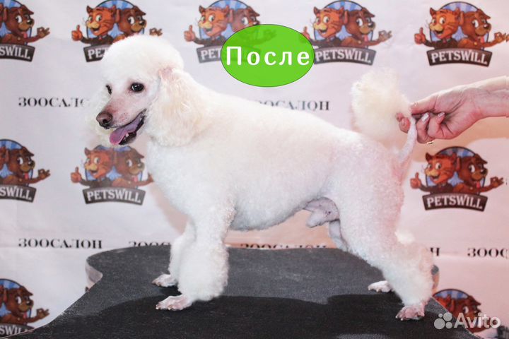 Профессиональная стрижка Собак в Кирове. Подробнее