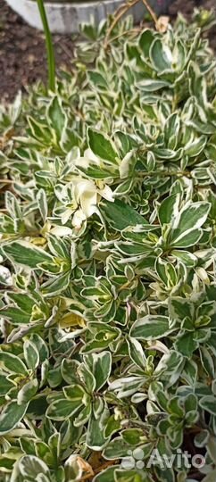 Арабис Фердинанда кобурского