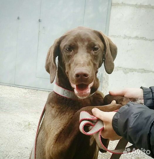 Молли и Луна ищут дом