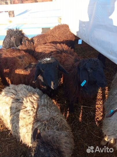 Продажа овец