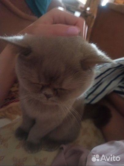 Кот