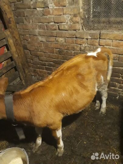 Тёлочка 4 месяца