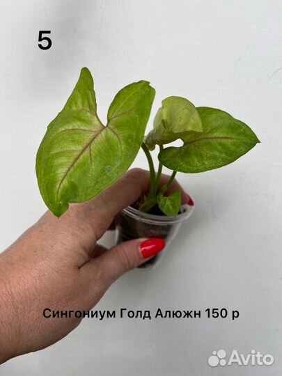 Комнатные растения