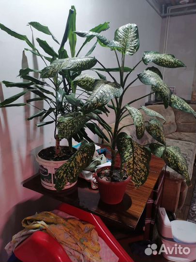 Диффенбахия