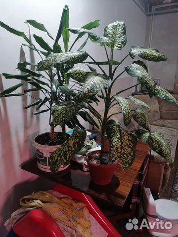 Диффенбахия