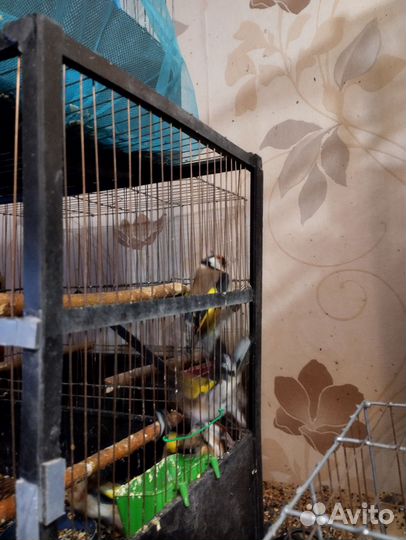 Клест еловик. Желтый300 красный500 щегол500