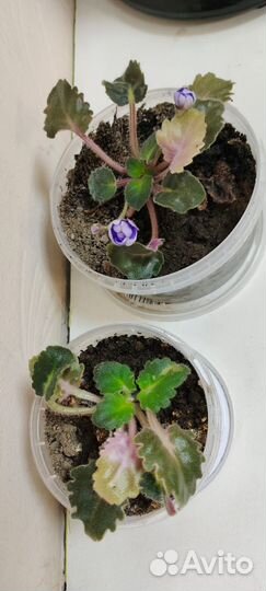 Фиалки фиолетовые