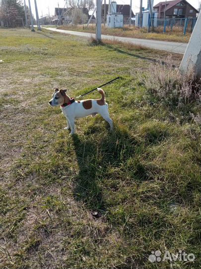 Передержка собак и кошек