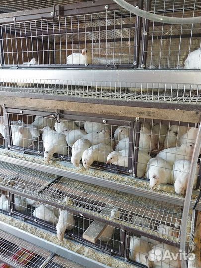 Перепел мясо птицы