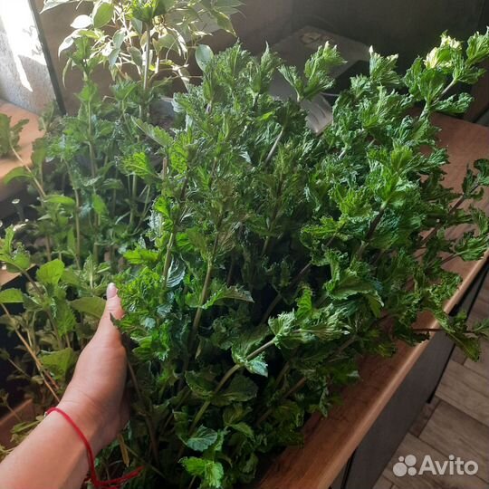 Мята сортовая