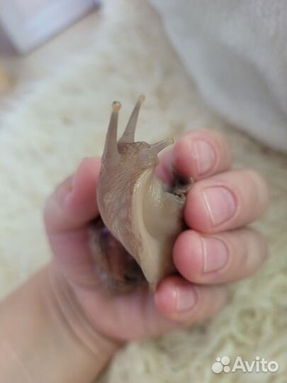 Улитка ахатина